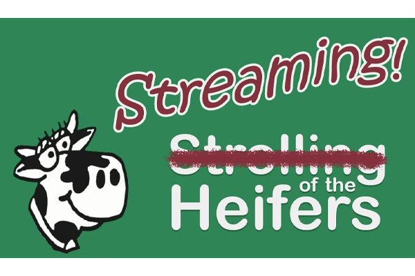 Watch the STREAMING of the Heifers now! Watch the STREAMING of the Heifers now!
