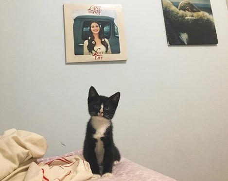 Introducing Moira Rose The Cat: Heavy Petting