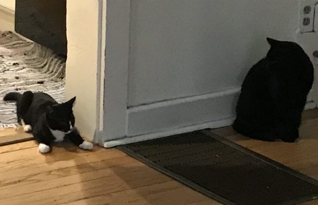 Holy Schitt! Cat Fight! HEAVY PETTING