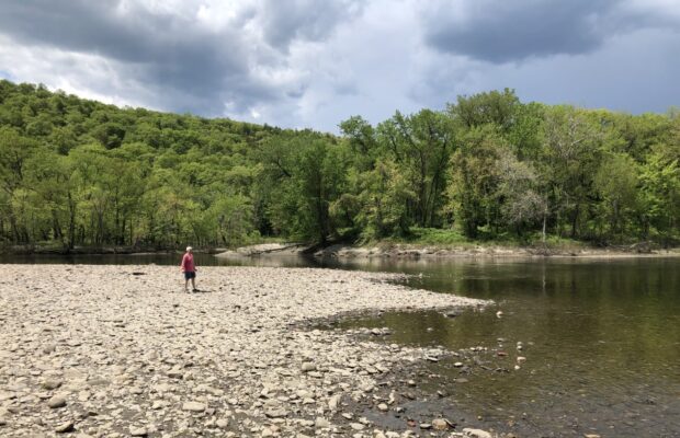 How To Save The Shortnose Sturgeon