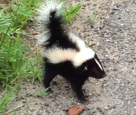 Skunked Words? Skunked Words?