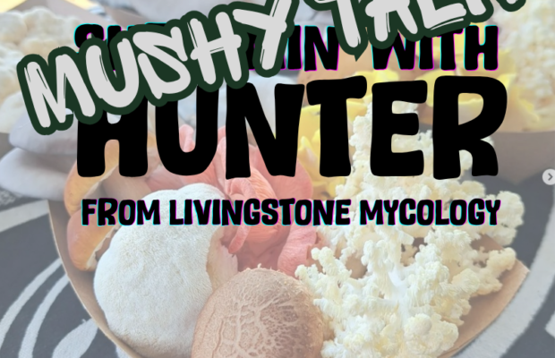 Hunter Livingstone Mycology – Oyster Mushroom Grow Kits